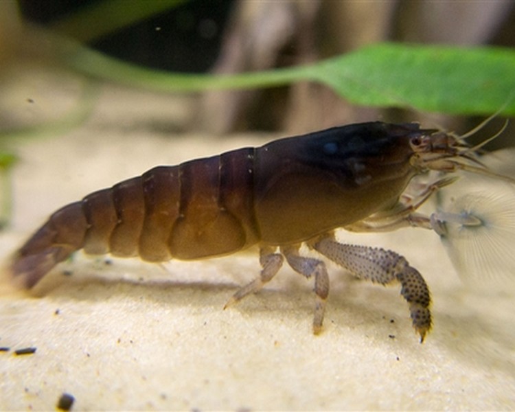 Armoured Shrimp ~ 3-4cm